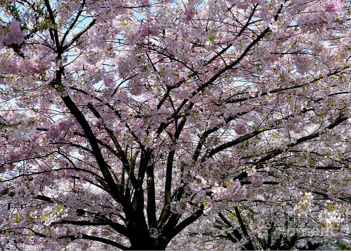 Terry Elniski Photography Greeting Card featuring the photograph Vancouver 2017 Spring Time Cherry Blossoms - 10 by Terry Elniski