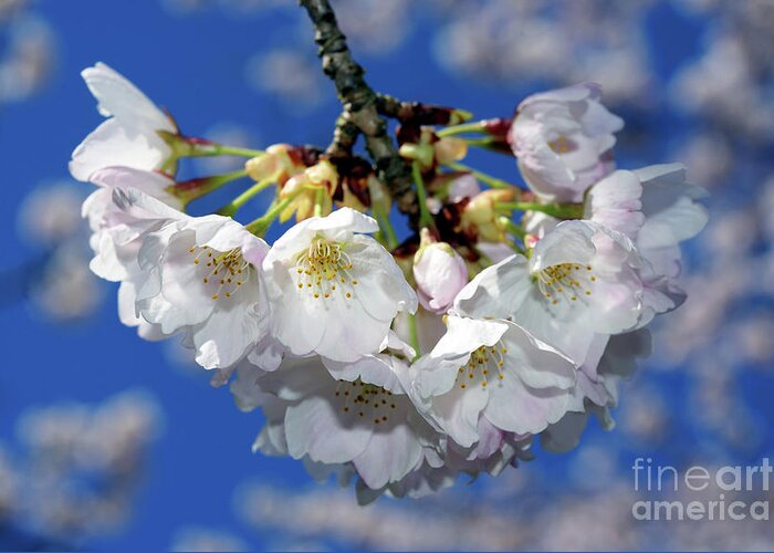 Terry Elniski Photography Greeting Card featuring the photograph Vancouver 2017 Spring Time Cherry Blossoms - 11 by Terry Elniski