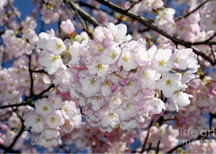 Terry Elniski Photography Greeting Card featuring the photograph Vancouver 2017 Spring Time Cherry Blossoms - 6 by Terry Elniski