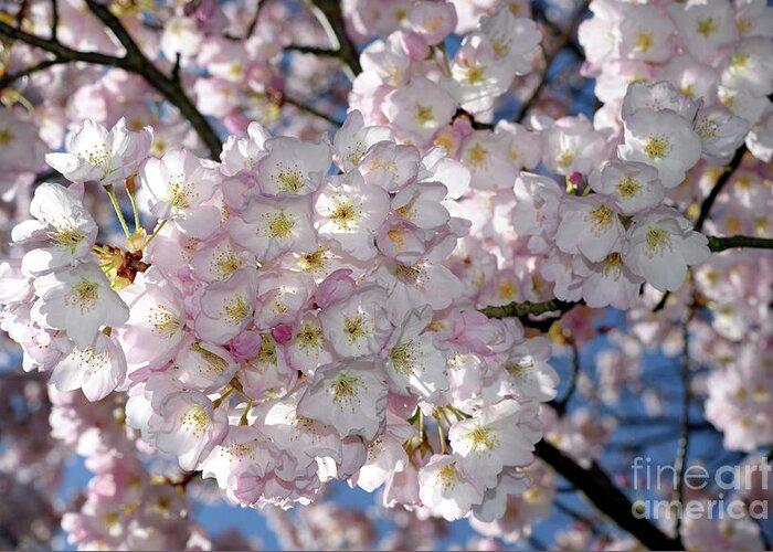 Terry Elniski Photography Greeting Card featuring the photograph Vancouver 2017 Spring Time Cherry Blossoms - 8 by Terry Elniski