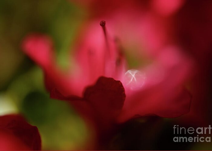 Terry Elniski Photography Greeting Card featuring the photograph Vancouver Spring Time Flowers - Deep Red Azaleas 3 by Terry Elniski