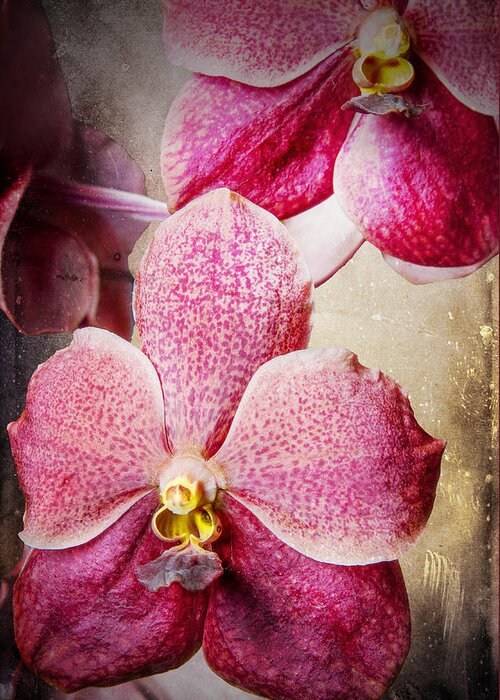 Vanda Greeting Card featuring the photograph Vanda orchid 3036A by Rudy Umans