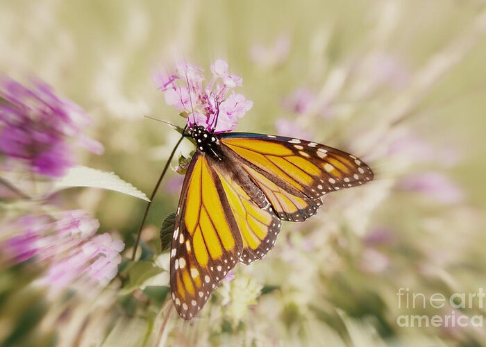 Butterfly Greeting Card featuring the photograph Vanishing Species 3 by Chris Scroggins