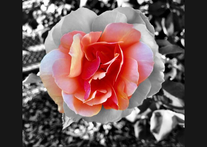 Rose Greeting Card featuring the photograph Variation by Brad Hodges
