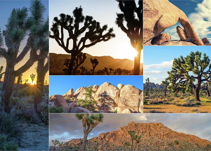 Joshua Tree Greeting Card featuring the photograph Variety of Joshua Tree Collage by Joseph S Giacalone