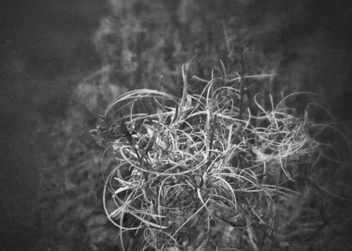 Driedflowers Greeting Card featuring the photograph Verdorrt.

#monochrome #bnw #natur by Mandy Tabatt
