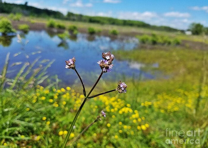 Vervain In The Wetlands Greeting Card featuring the photograph Vervain in the Wetlands by Maria Urso
