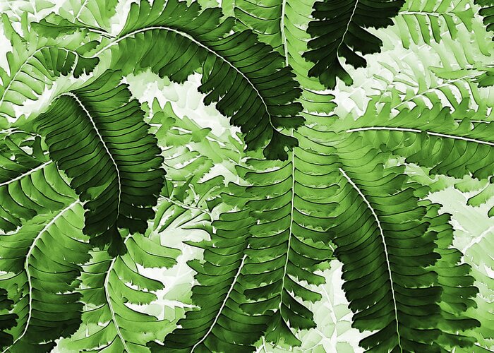 Ferns Greeting Card featuring the photograph Vibrant Fronds by Marion McCristall