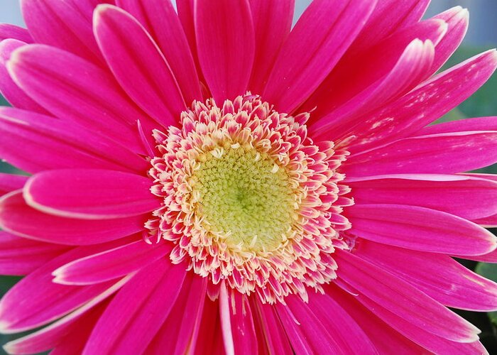 Flower Greeting Card featuring the photograph Vibrant Pink Gerber Daisy by Amy Fose