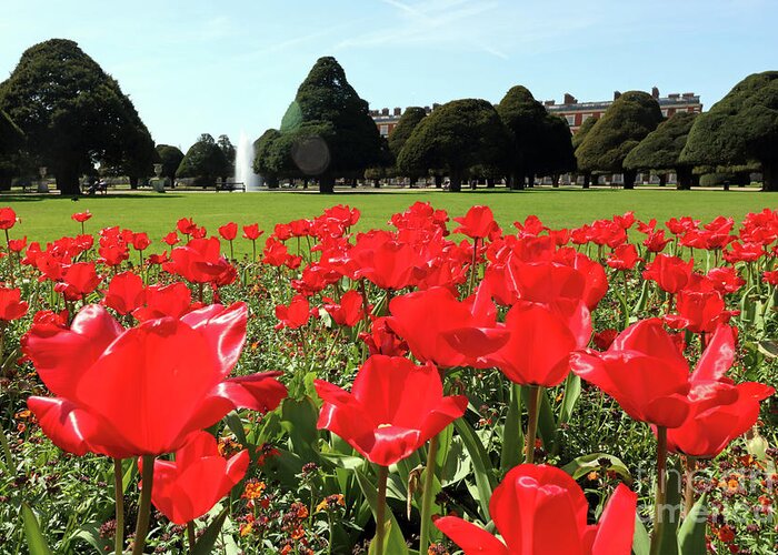 Spring Greeting Card featuring the photograph Vibrant Red Tulips at Hampton Court by Julia Gavin
