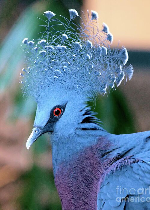 Portrait Greeting Card featuring the photograph Victoria Crowned Pigeon by Baggieoldboy