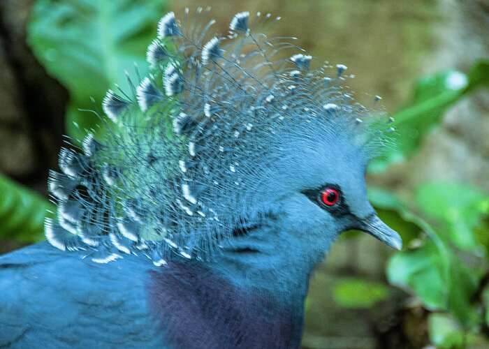Victoria Crowned Pigeon. Owens Aviary Greeting Card featuring the photograph Victoria Crowned Pigeon by Daniel Hebard
