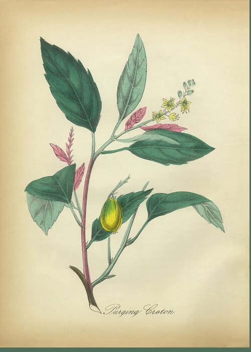 Victorian Botanical Illustration of Purging Croton Greeting Card by ...