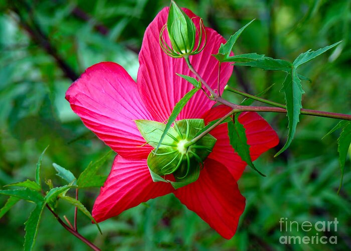 Hibiscus Greeting Card featuring the photograph View from Underneath by Sue Melvin