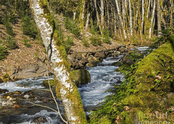 Streams Greeting Card featuring the photograph Views Of A Stream, I by Chuck Flewelling