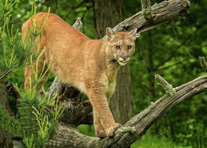 Mountain Lion Greeting Card featuring the photograph Vigilant Mountain Lion by Steven Upton