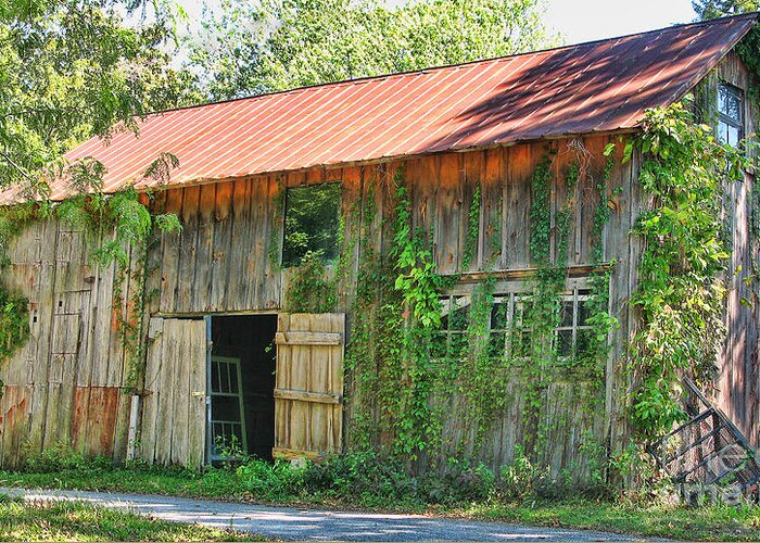 Old Barn Greeting Card featuring the photograph Vine Covered Barn 9727 by Jack Schultz