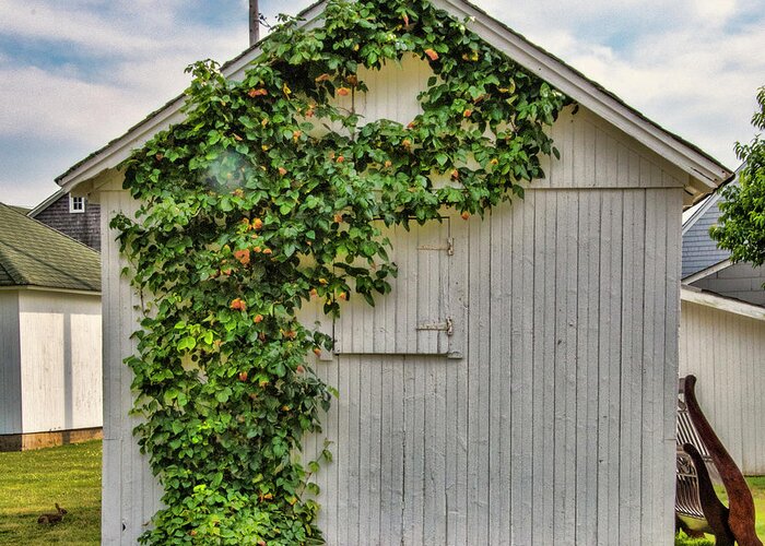 Shed Greeting Card featuring the photograph Vines On Shed by Cathy Kovarik