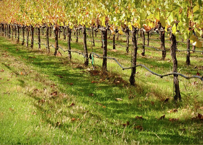 Green Greeting Card featuring the photograph Vineyard by Brandon Bourdages