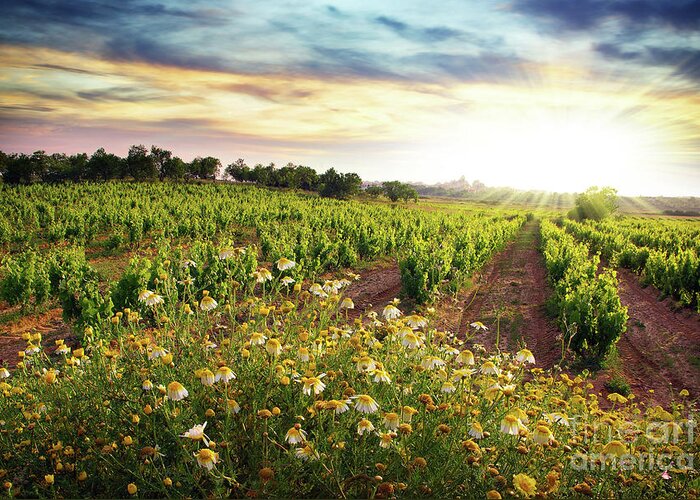 Agriculture Greeting Card featuring the photograph Vineyard by Carlos Caetano