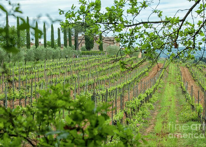 Agriculture Greeting Card featuring the photograph Vineyard italy by Patricia Hofmeester