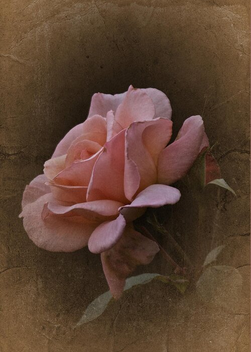 Rose Greeting Card featuring the photograph Vintage August Rose by Richard Cummings