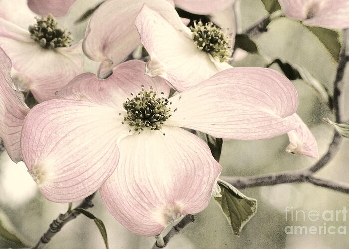 Dogwood Greeting Card featuring the photograph Vintage dogwoods by Jim And Emily Bush