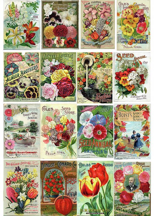 Flower Seeds Greeting Card featuring the painting Vintage Flower Seed Packets 1 by Peggy Collins