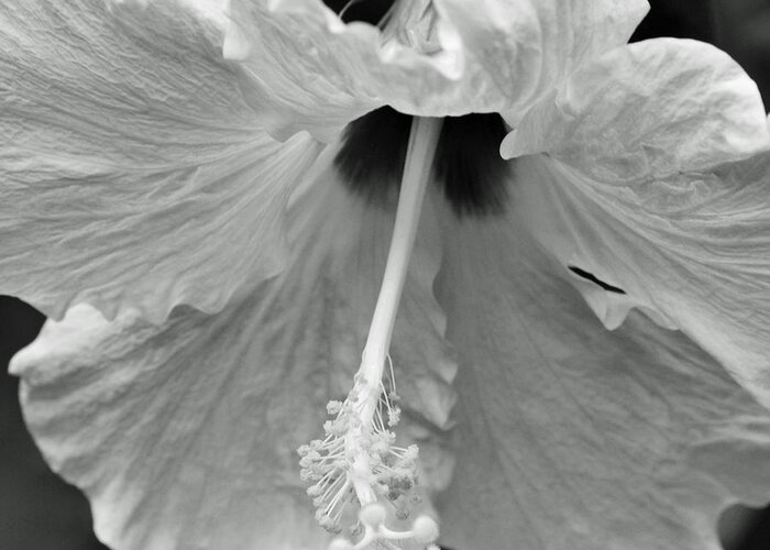 Hibiscus Greeting Card featuring the photograph Vintage Hibiscus II by Melanie Moraga