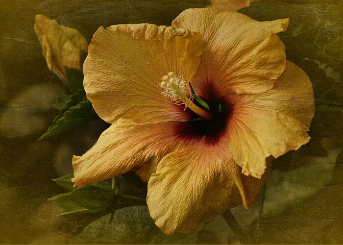 Hibiscus Greeting Card featuring the photograph Vintage Hibiscus by Richard Cummings