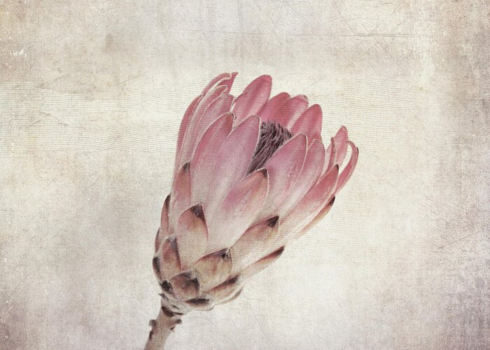 Protea Greeting Card featuring the photograph Vintage protea flower by Jane Rix