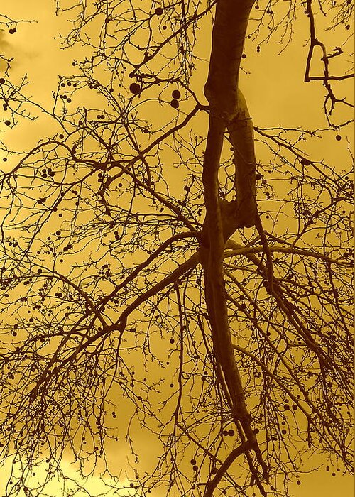 Tree Greeting Card featuring the photograph Vintage tree by Anamarija Marinovic