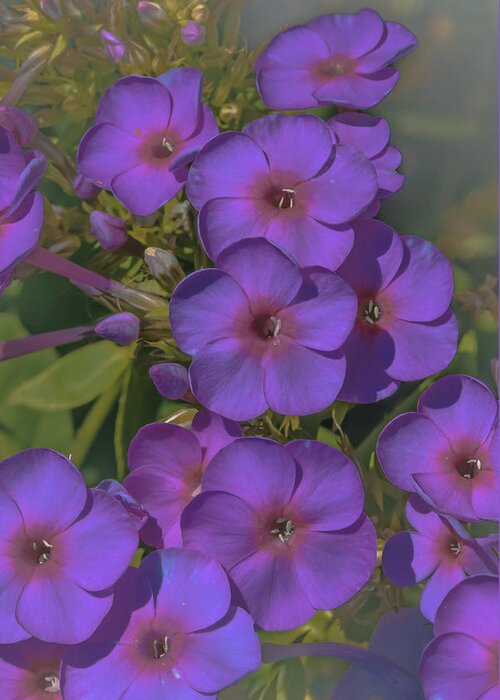 Flora Greeting Card featuring the photograph Vintage Violet Flora by Bruce Pritchett
