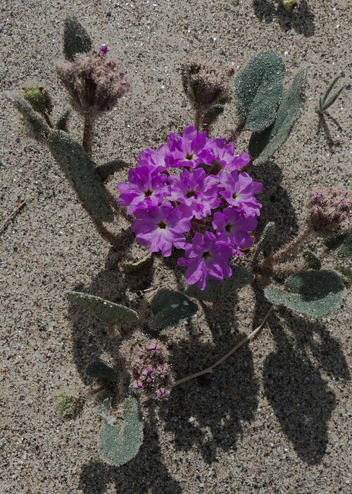 Violet Greeting Card featuring the photograph Violets In The Sand by Jeremy McKay