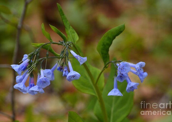 April Wildflowers Greeting Card featuring the photograph Virginia Bluebells by Randy Bodkins