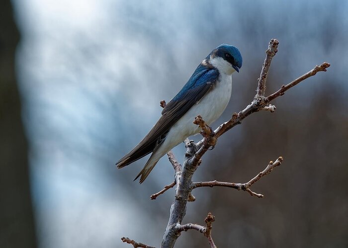 Bird Greeting Card featuring the photograph Vision in blue by Peter Ponzio