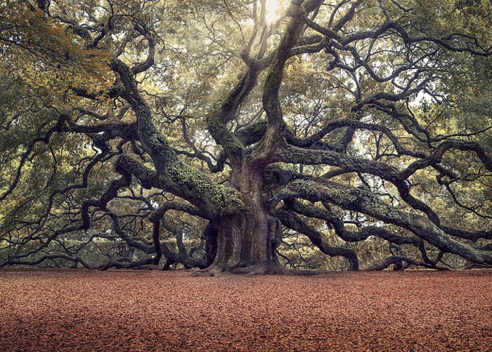 Angel Oak Tree Greeting Card featuring the photograph Voices of the Angels by Magda Bognar