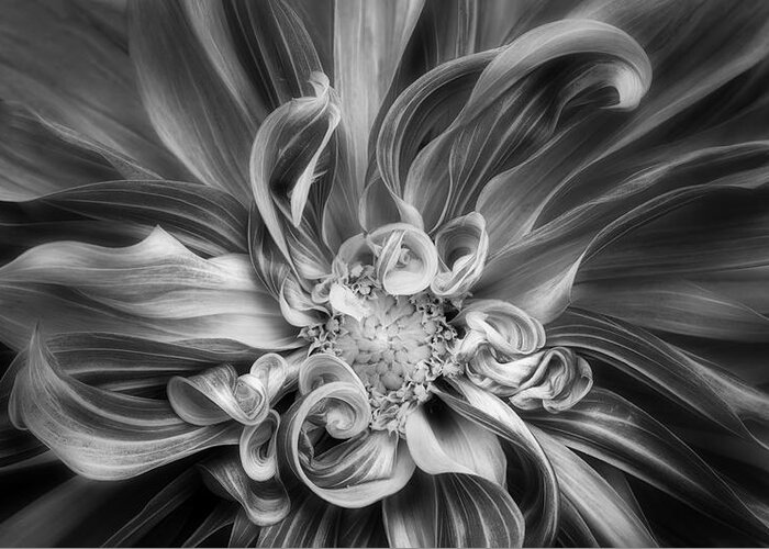 Dahlia Greeting Card featuring the photograph Vortex by Mary Jo Allen