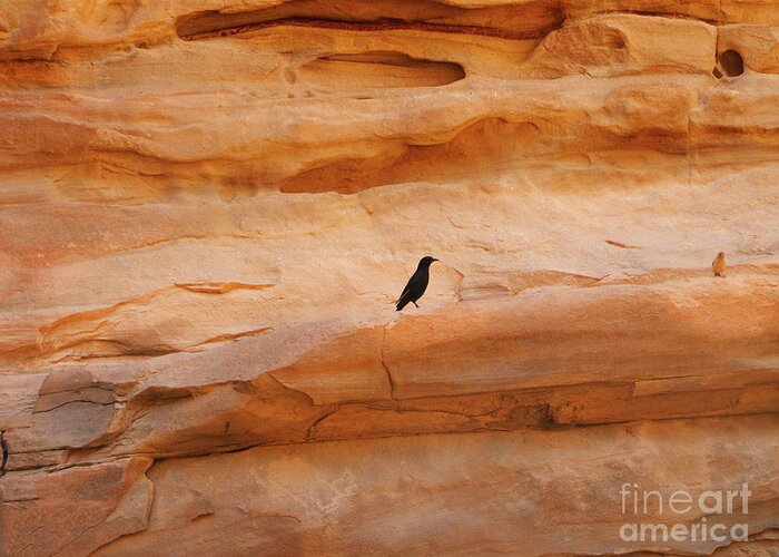 Birds Greeting Card featuring the photograph Wadi Rum Birds by Donna L Munro