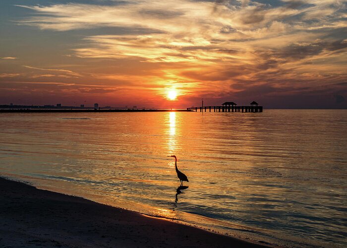 Shorebirds Greeting Card featuring the photograph Wading Heron At Sunrise by JASawyer Imaging
