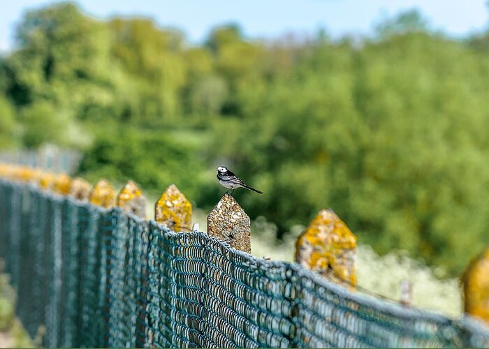  Greeting Card featuring the photograph Wagtail by Paul Burgoine