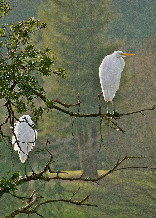 Egret Greeting Card featuring the photograph Waiting Egrets by Liz Vernand