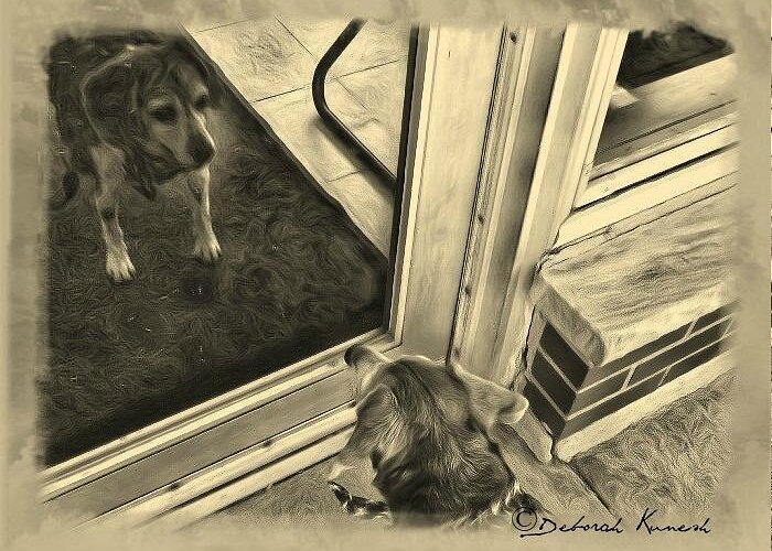 Dog Greeting Card featuring the photograph Waiting For Daddy by Deborah Kunesh