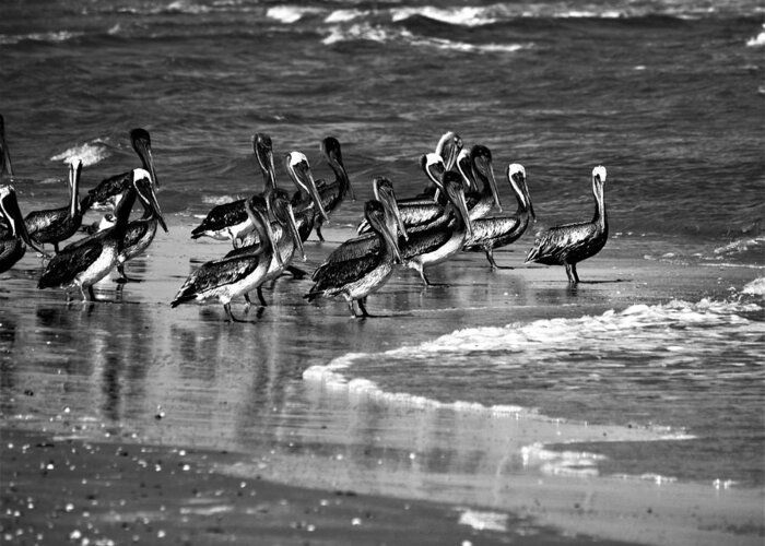Pelican Greeting Card featuring the photograph Waiting for Lunch by Jerry Connally