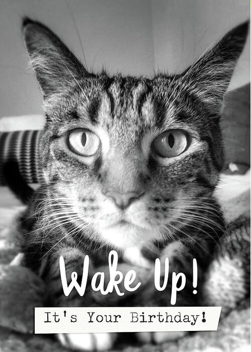 Cat Greeting Card featuring the photograph Wake Up It's Your Birthday Cat- Art by Linda Woods by Linda Woods