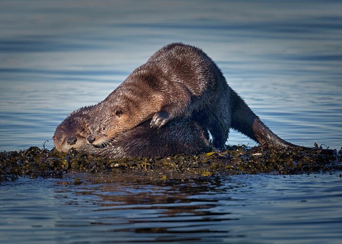 River Otter Greeting Card featuring the photograph Wake Up by Randy Hall