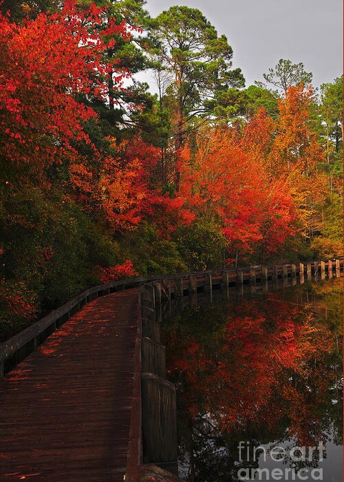 Fall Greeting Card featuring the photograph Walk Into Fall by Randy Rogers