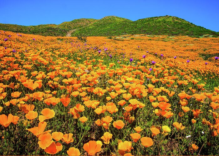 Poppies Greeting Card featuring the photograph Walker Canyon Wildflowers by Lynn Bauer