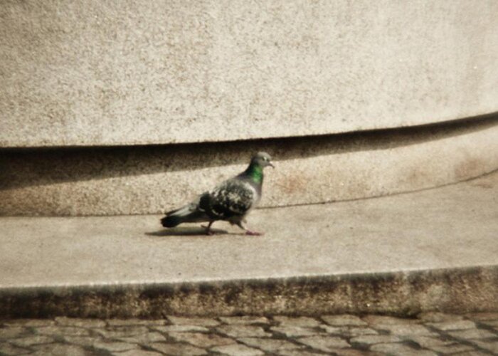 Pigeon Greeting Card featuring the photograph Walking Pigeon (some Years Ago)
lomo by Mandy Tabatt
