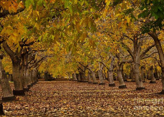 Agriculture Greeting Card featuring the photograph Walnut Orchard by Ron Sanford